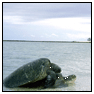 Travel Photography: Turtles Mating, Lady Elliot Isl, Australia