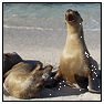 Location Photography: Sea Lions, Galapagos