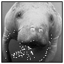 Underwater Photography: Manatee